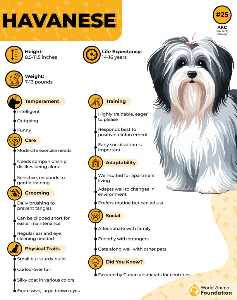 Havanese