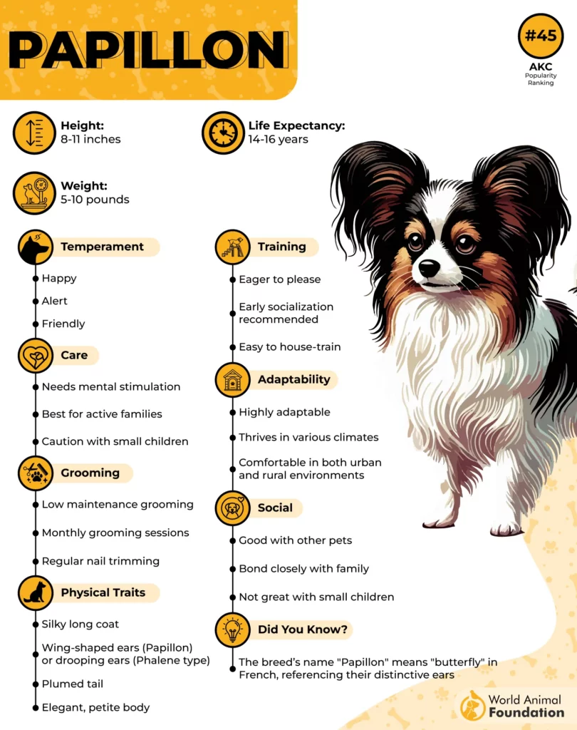 Papillon-Breed-Profil