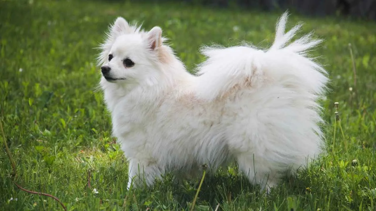 American Eskimo Dog