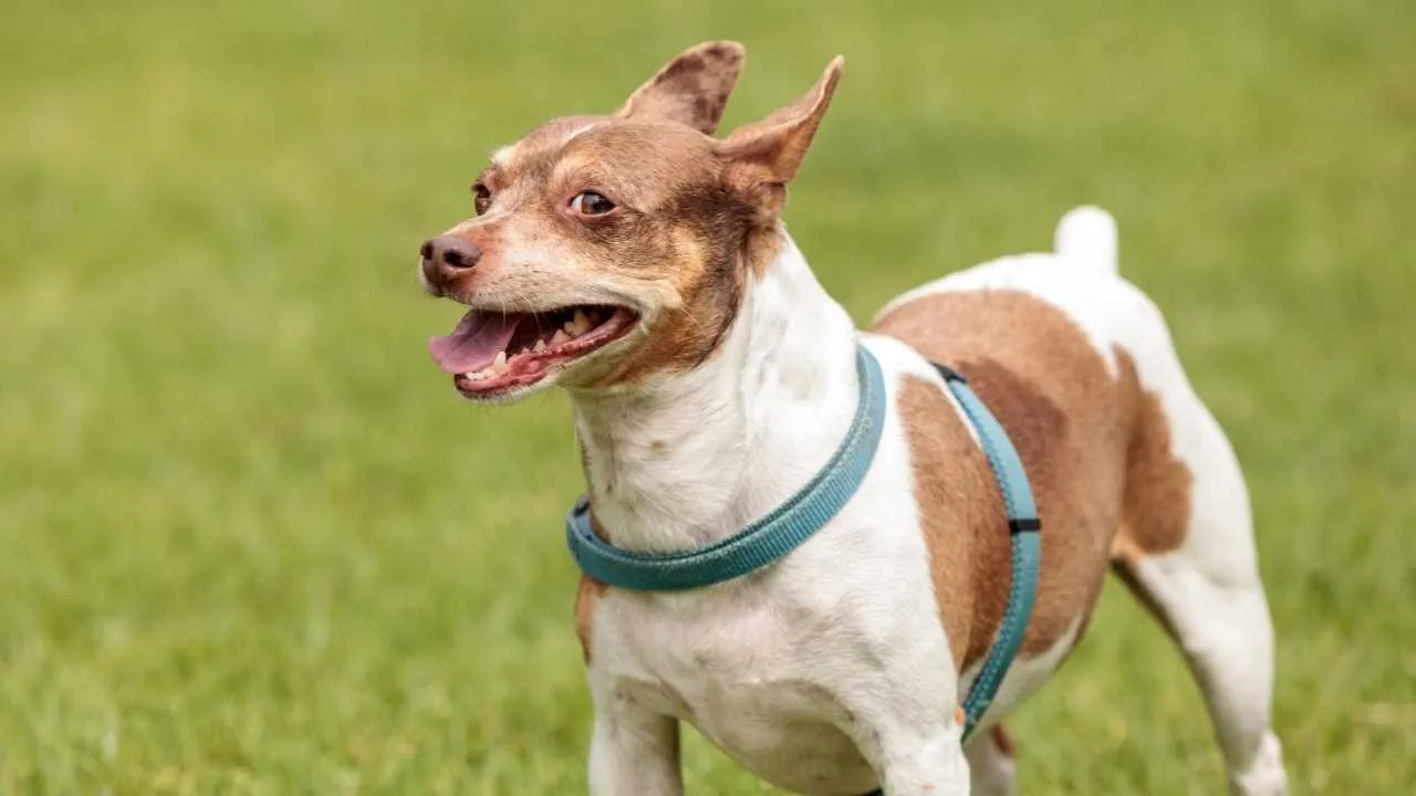 Rat Terrier