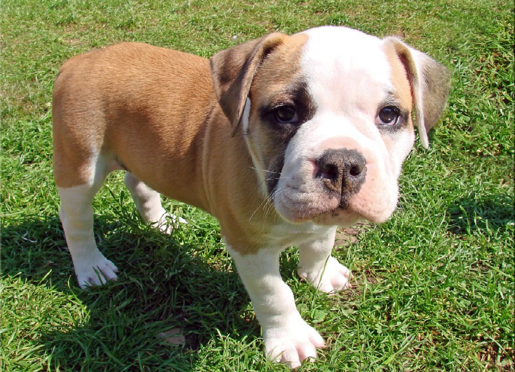 little bull dog
