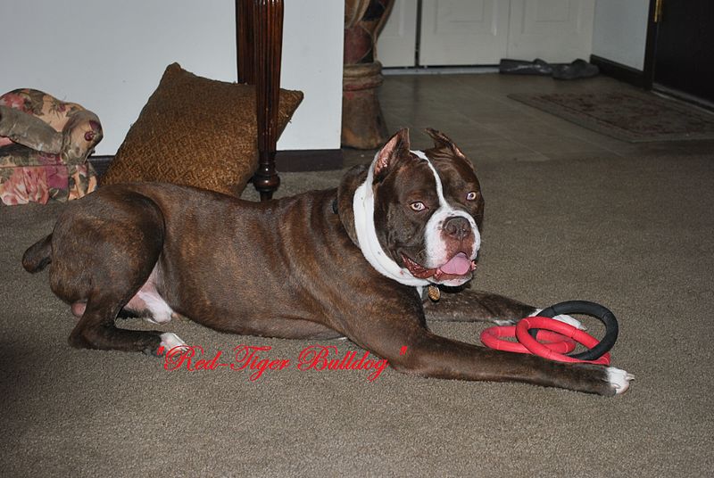 huge bulldog