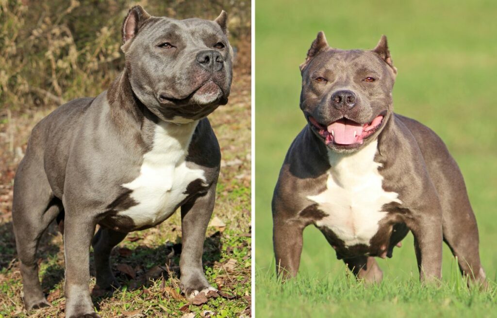 bully types of bulldogs