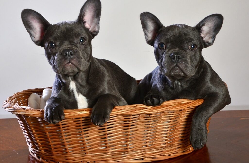 bulldog breeds