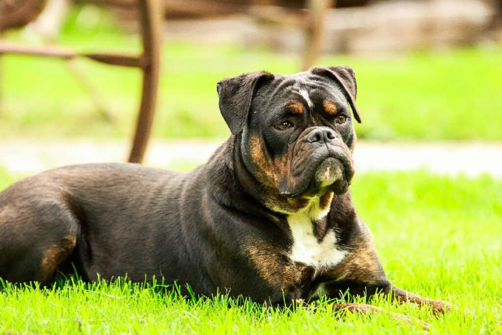 brown bulldog