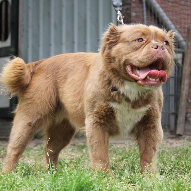 bulldog brown