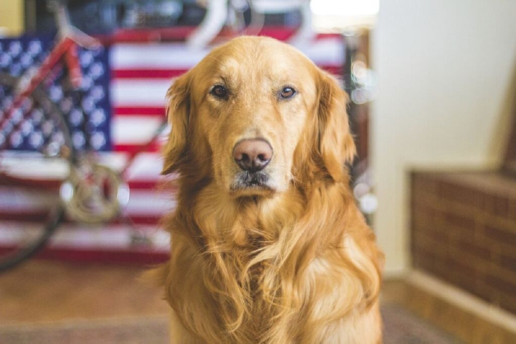types of golden retrievers