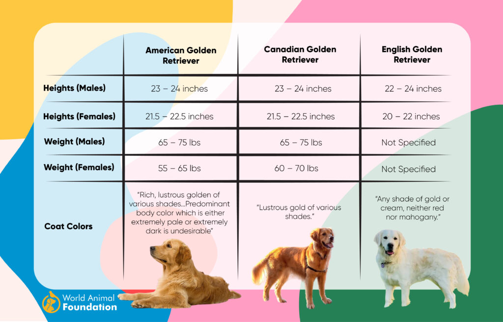 3 types of golden retrievers