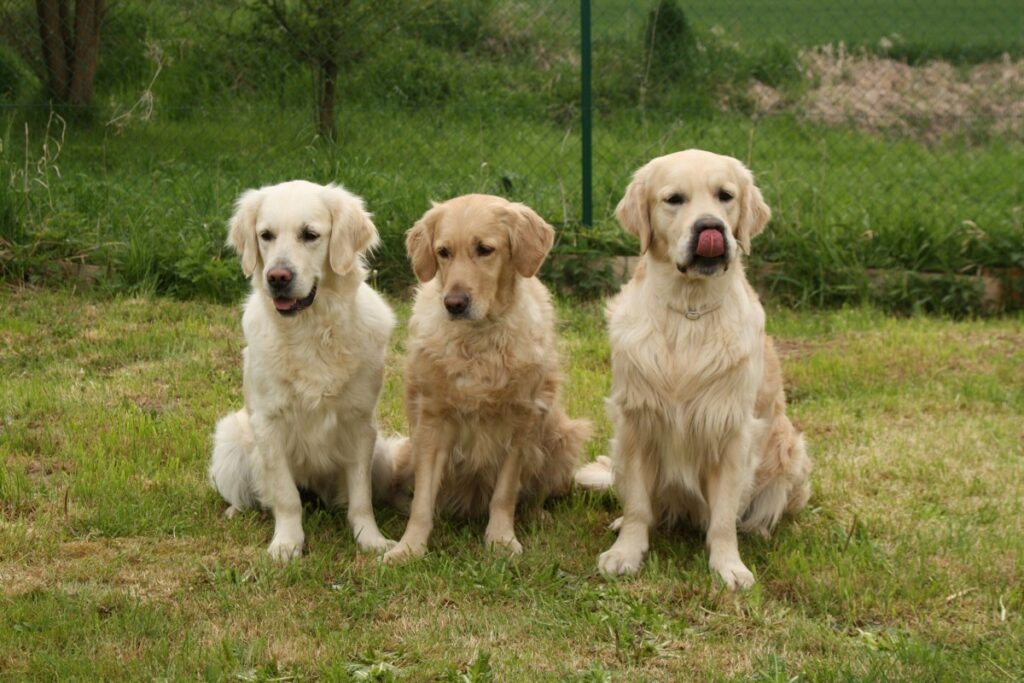 types of golden retriever
