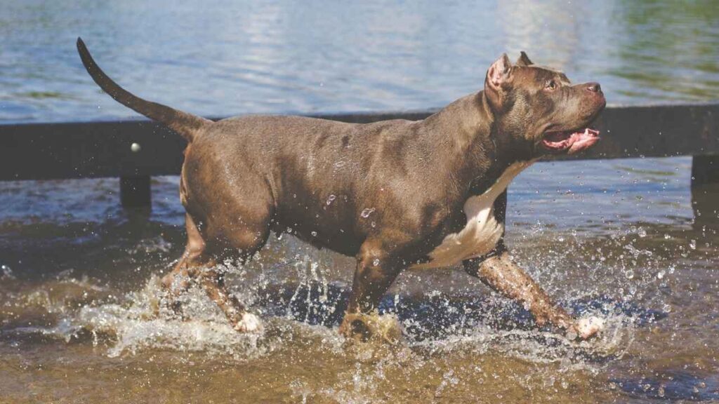 different types of pitbull breeds
