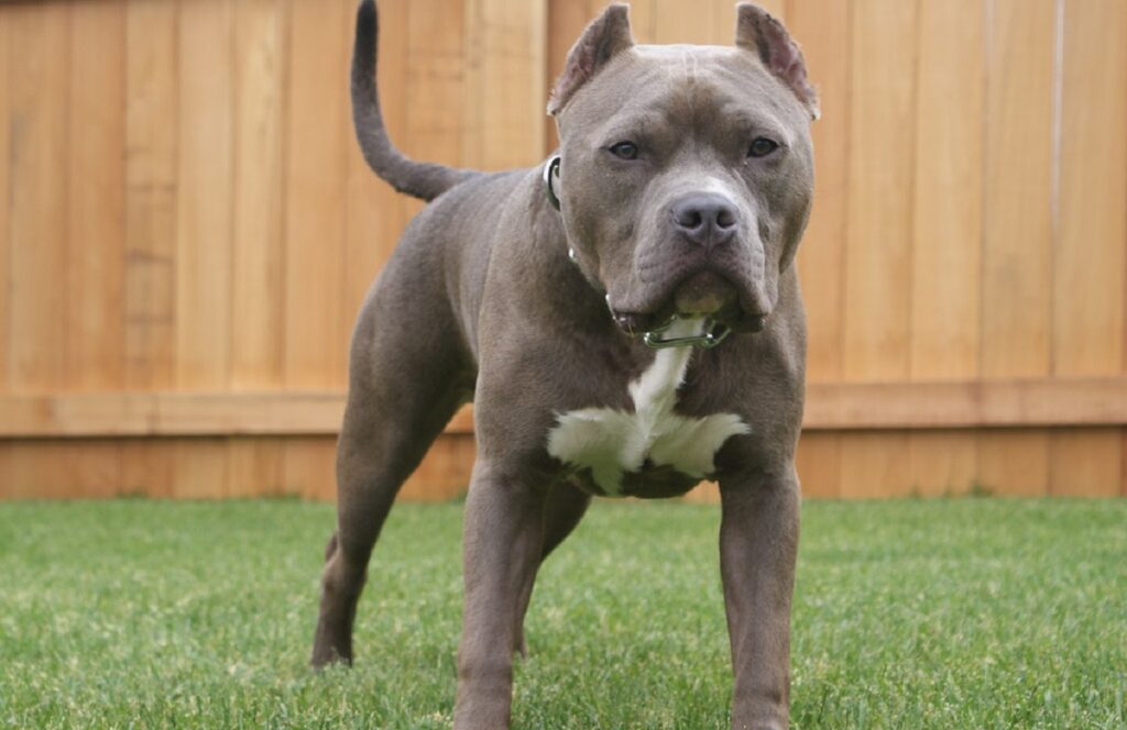 pitbull
