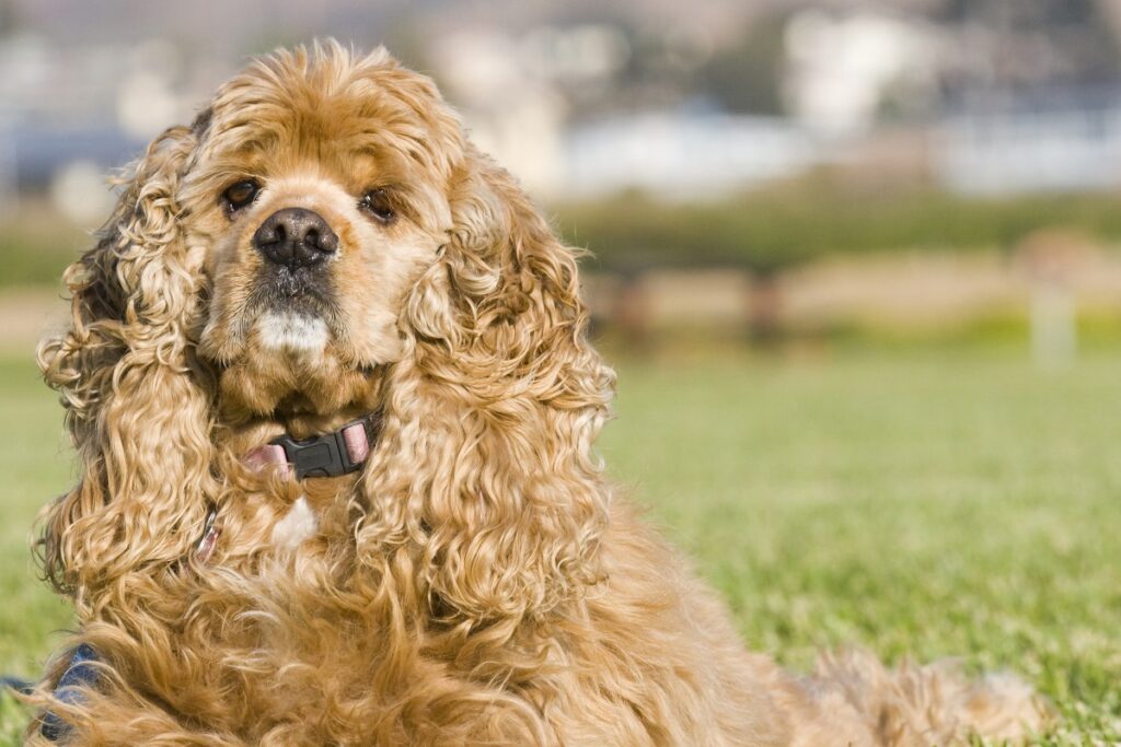 This breed has tenacity and energy – They can hunt all day. Once they pick up on the game being hunted, they’re off and running and thoroughly enjoy their job. Working patiently and methodically, they’re certainly not as popular as other Spaniel breeds but can perform alongside the best of them.
Although a bit stubborn when training comes into the picture, these dogs respond well to an alpha human leader – one who knows how to take control and patiently guides and trains them.
Popular show dogs; they seamlessly go from sport to show easily. (That curly chocolate-brown hair makes you go “Ooh.”) Their medium size makes them perfect for retrieving from boats, and they’re the first sporting dog developed in America just for that purpose.