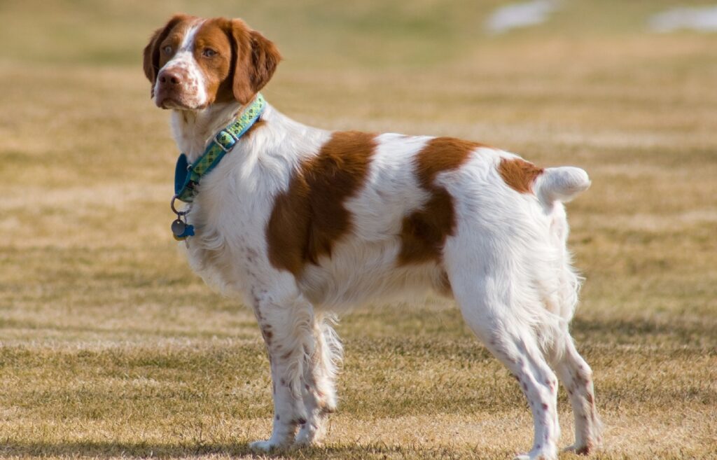 different types of spaniels