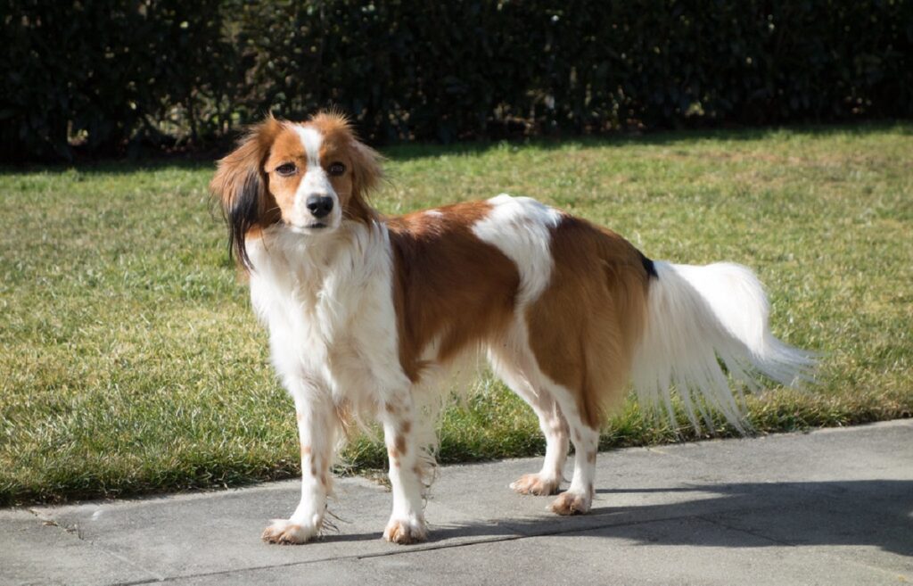 dog breed spaniels