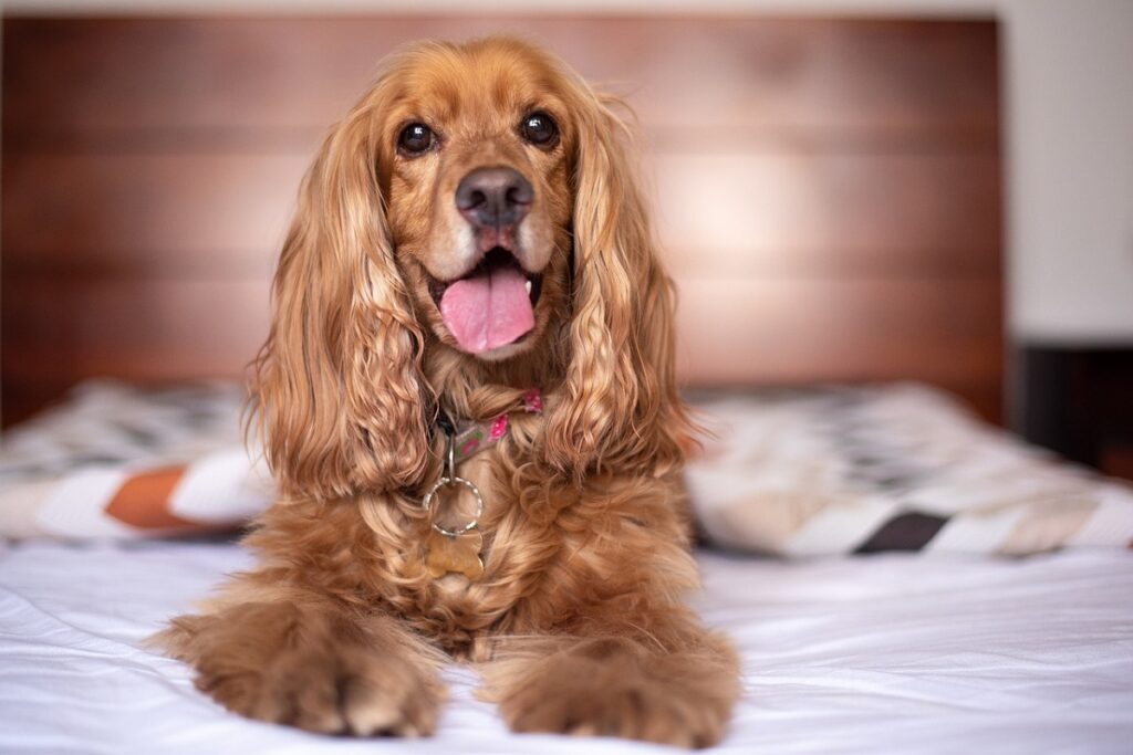 types of cocker spaniels