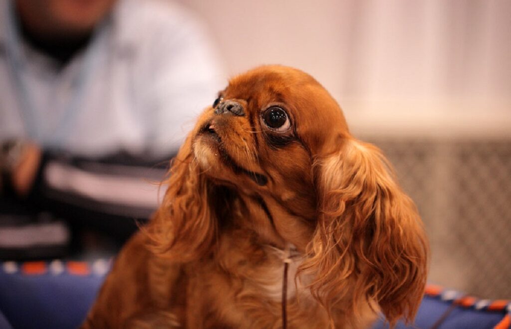different kinds of spaniels