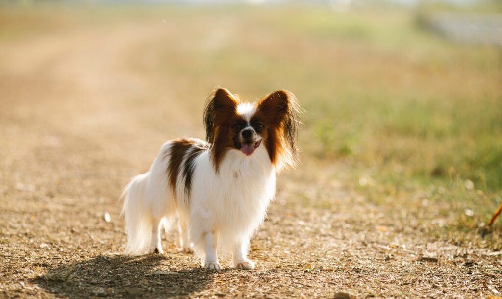 types of spaniel