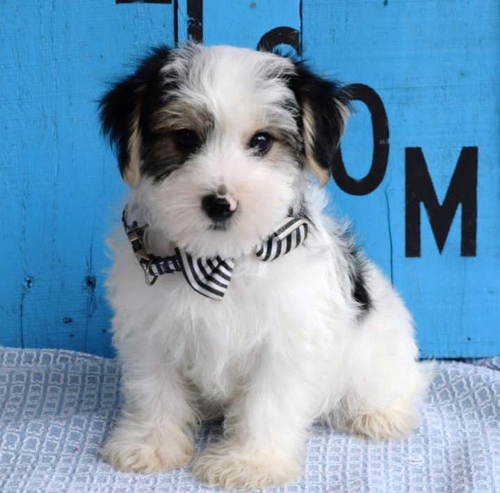 parti yorkie