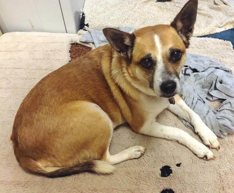 corgi mastiff mix