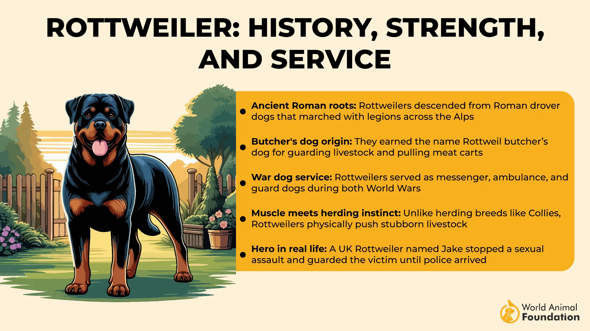 Rottweilers History, Strength, and Service-01