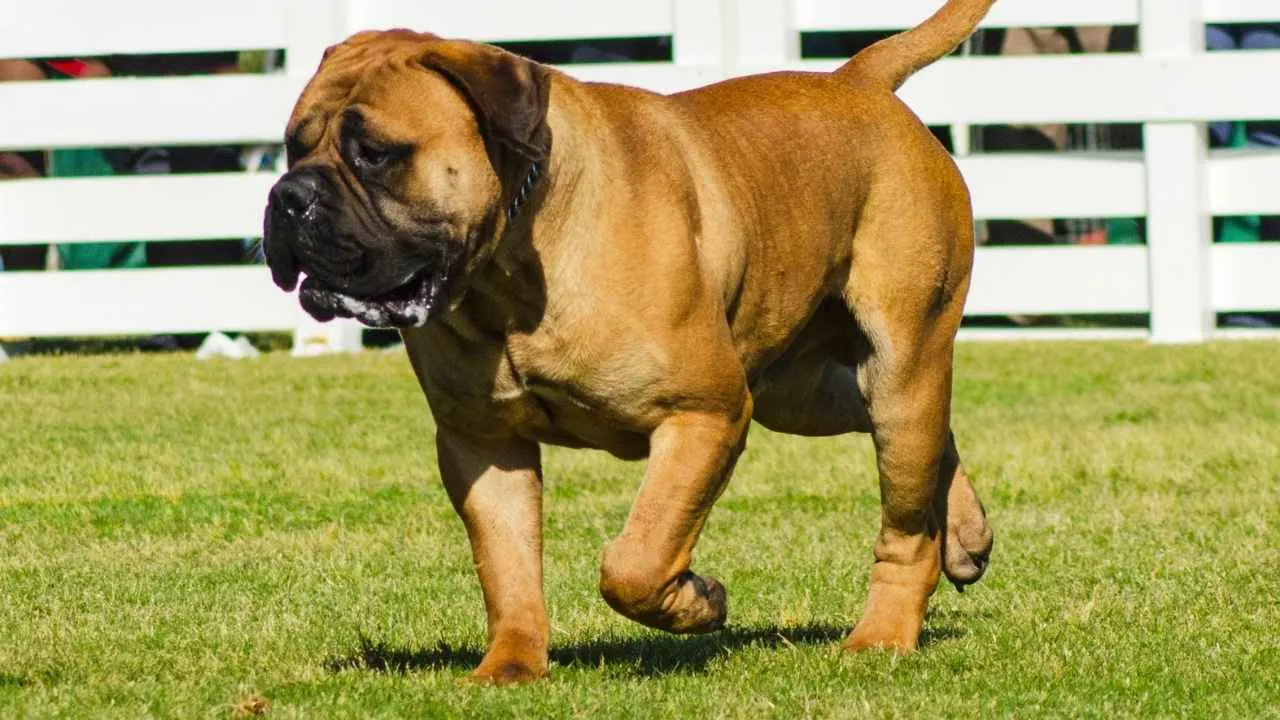 Bullmastiff