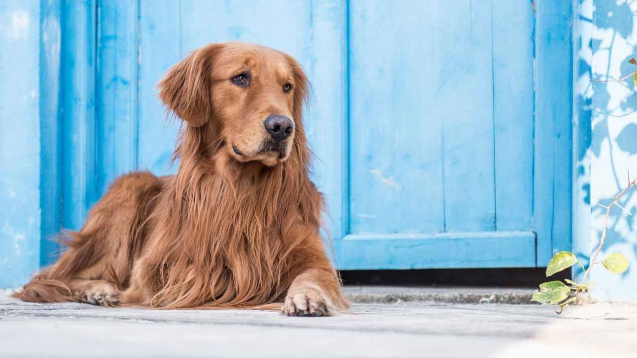 7 Most Spectacular Yellow Dog Breeds With Golden Coats - TOP DOG SITE