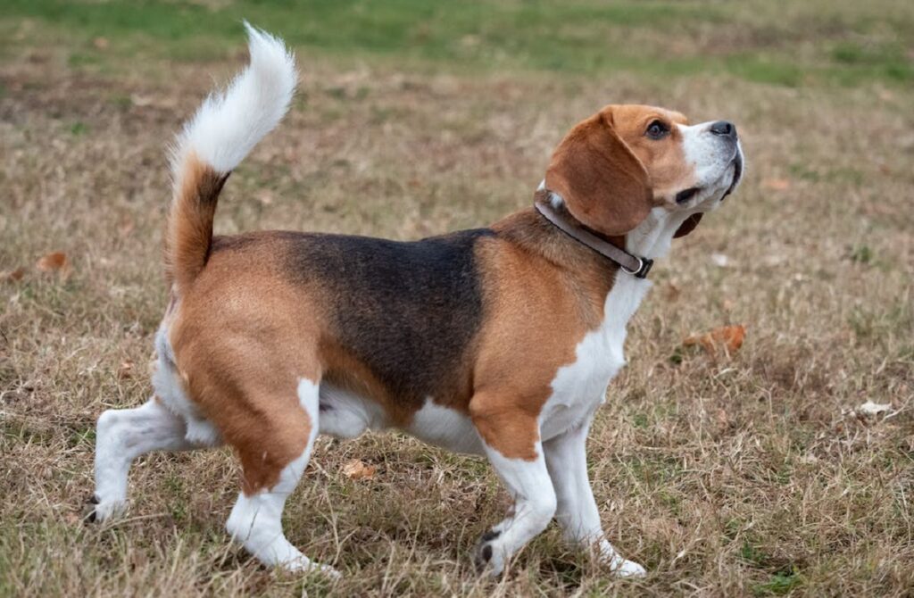 what dog has the least health problems